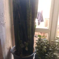 گل طبیعی آلوئه ورا وگل گندمی وسانسوریا|گل و گیاه طبیعی|تبریز, |دیوار