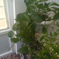 گل سانسوریا۲تا گندم ۱و پتوس۱ تکی هم میفروشم