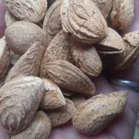 کشمش سبز وبادام|خوردنی و آشامیدنی|جونقان, |دیوار