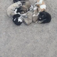 توله سگ نگهبان وتوله پاکوتاه