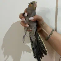 جوجه عروس هلندی دو ماهه|پرنده|تهران, منیریه|دیوار