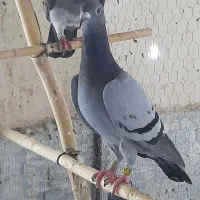 کبوتر پلاکی مسافت بلند نژاد جانسن|پرنده|قم, نیروگاه|دیوار
