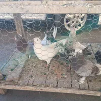 کفتر کبوتر پرش