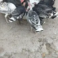 حیوانات مزرعه