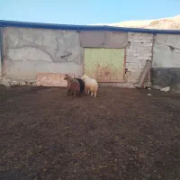 بر دوتا ماده یکی نر