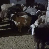 حیون