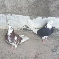 نروماده شازده پرشی بشرط فروشی