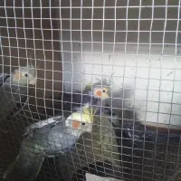 جوجه عروس هلندی|پرنده|چناران, |دیوار