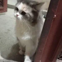 فروش گربه|گربه|ارومیه, |دیوار