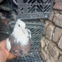 کفتر