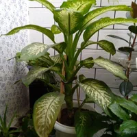 گل طبیعی دیفن باخیا و نخ قالی دستباف