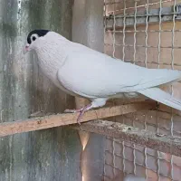 کبوتر چادری شصتی|پرنده|تهران, دولتخواه شمالی|دیوار
