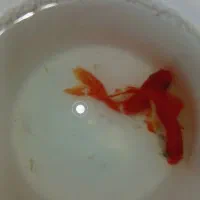 ماهی گلدفیش