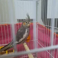 عروس هلندی|پرنده|مشهد, زمانه|دیوار