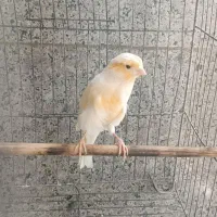 قناری نر|پرنده|تهران, عباسی|دیوار