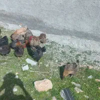 مرغ جوان تخم گذار