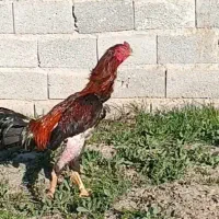 تخم لاری