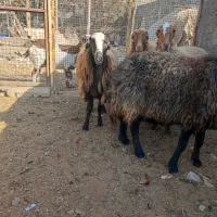 گوسفند|حیوانات مزرعه|کهریزک, |دیوار