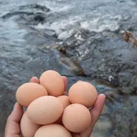 تخم مرغ محلی کت یومورتاسی|خوردنی و آشامیدنی|آذرشهر, |دیوار