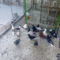 ۱۶عدد کبوتر رنگی همه گرفتنی شرط دور همه نر