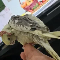 گمشده منصوریه