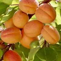 نهالستان زرینه نهال صنوبر و بادام دیر گل|خدمات باغبانی و درختکاری|لردگان, |دیوار