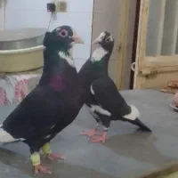 کبوتر|پرنده|هیرمند, |دیوار