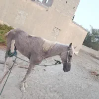 اسب|اسب و تجهیزات اسبسواری|سیریک, |دیوار