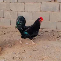 تخم مرغ گلین|حیوانات مزرعه|ورامین, ورامین|دیوار