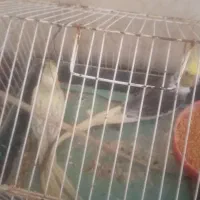 عروس هلندی جفت