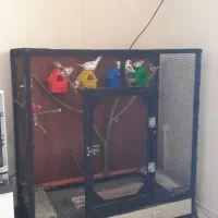 قفس پرنده|لوازم جانبی حیوانات|بروجرد, |دیوار