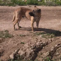 فروش دوعدد سگ سرابی نر و ماده