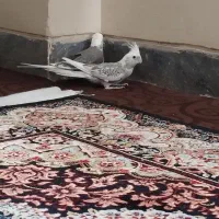 عروس هلندی ایزابلا با قفس ۱۰۳۲