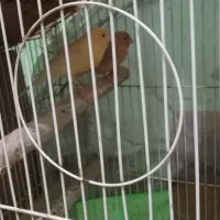 ۲عدد قناری نقش رنگی نژادییکی دارچینی یکی پرتغالی