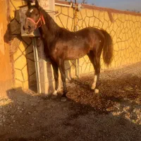 اسب کرد نوه کامران