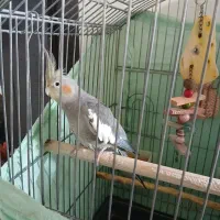 دوعدد عروس هلندی ماده مست دستی