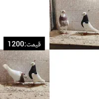 جفتی|پرنده|مرودشت, کوشک|دیوار