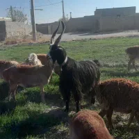 ۲تانر بوز نژاد اصل کوردی کم یاب