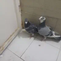 کفتر|پرنده|مشهد, موعود|دیوار