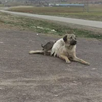 سرابی نژاد دار ماده 20 ماهه