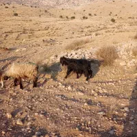 بز سراحال|حیوانات مزرعه|چرام, |دیوار