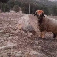 میش شیشک بز بره