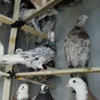 کفتر پرشی کبوتر اسمان|پرنده|اسلامشهر, شهرک مفیدی|دیوار