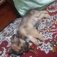 توله سگ پامر