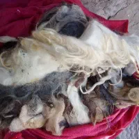 پشم. گوسفند