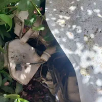 ماشین چپی فروشی