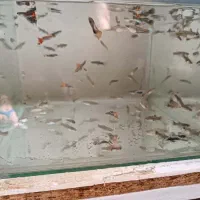 ماهی گوپی|ماهی|اهواز, کوی صادقیه|دیوار