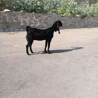 بز  ‌