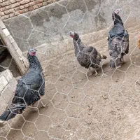 سه عدد بوقلمون ماده و یک عددمرغ اصل روستایی