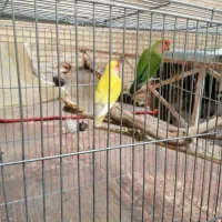 طوطی کوتوله برزیلی روی جوجه|پرنده|سیرجان, |دیوار